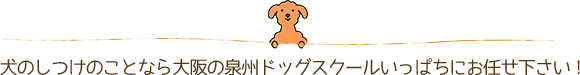 犬のしつけのことなら大阪の泉州ドッグスクールいっぱちにお任せ下さい！