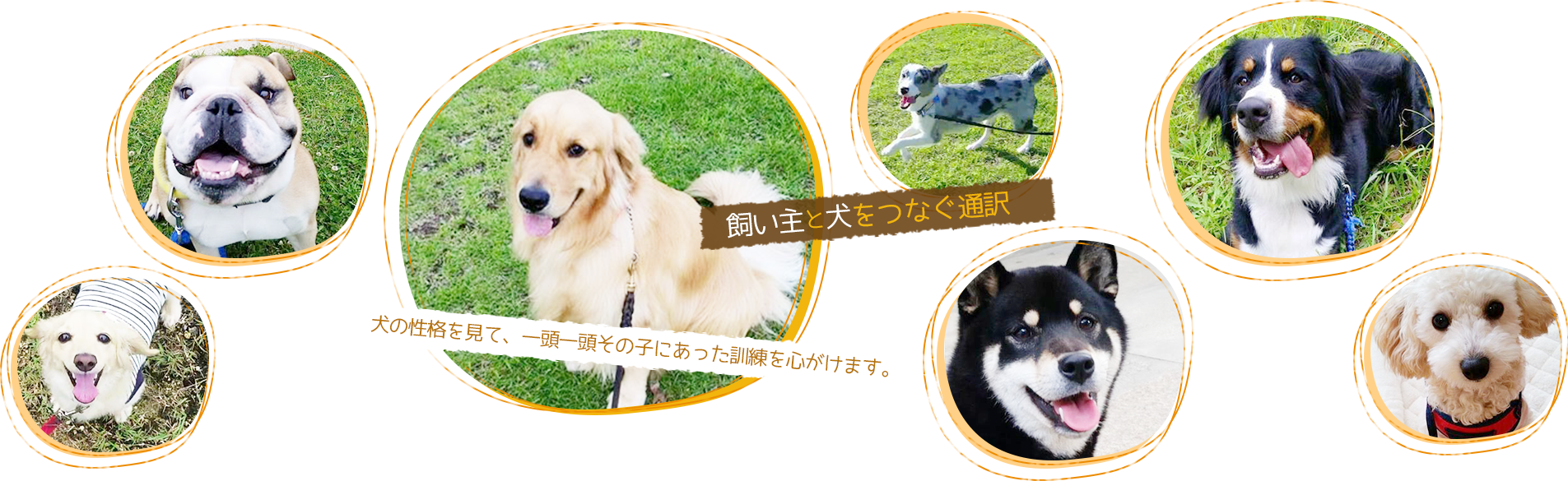 飼い主と犬をつなぐ通訳 犬の性格を見て、一頭一頭その子にあった訓練を心がけます。