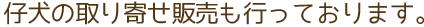 仔犬の取り寄せ販売も行っております。